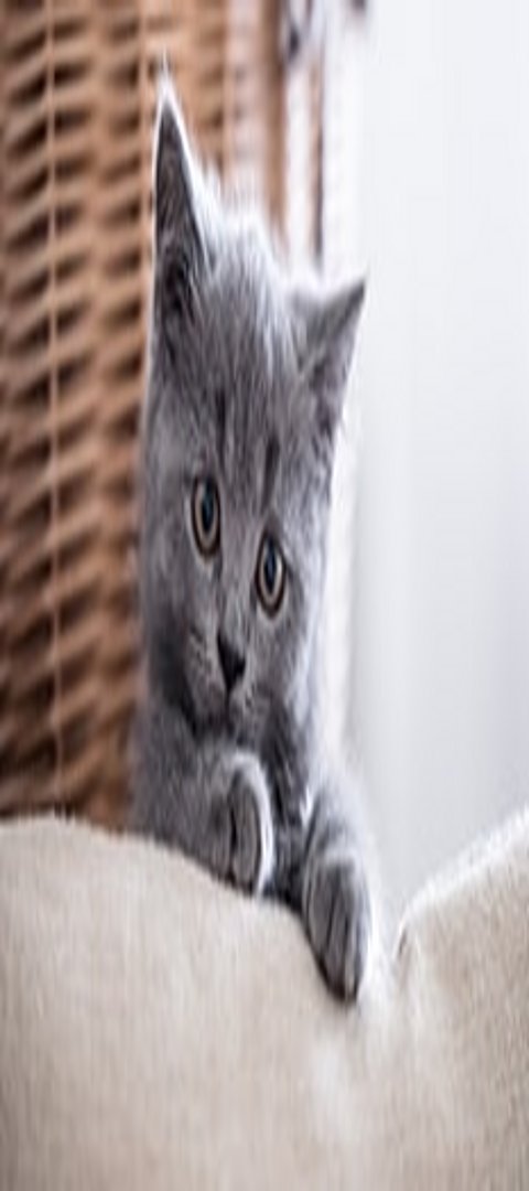 Kleine Katze hinter dem Sofa